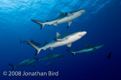 Gray Reef Shark [Carcharhinus amblyrhynchos]