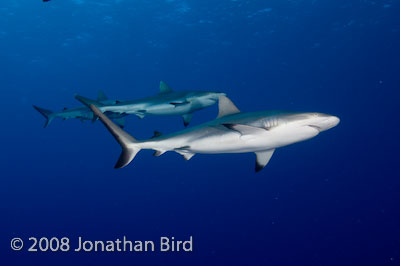 Gray Reef Shark [Carcharhinus amblyrhynchos]