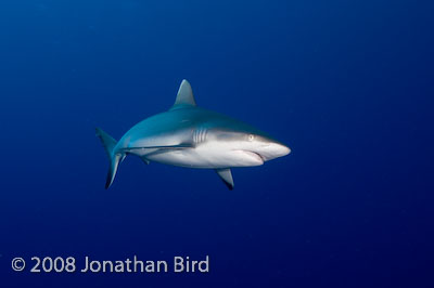 Gray Reef Shark [Carcharhinus amblyrhynchos]