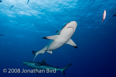 Gray Reef Shark [Carcharhinus amblyrhynchos]