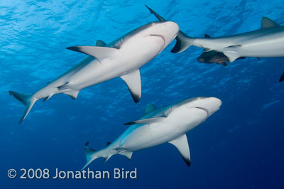 Gray Reef Shark [Carcharhinus amblyrhynchos]