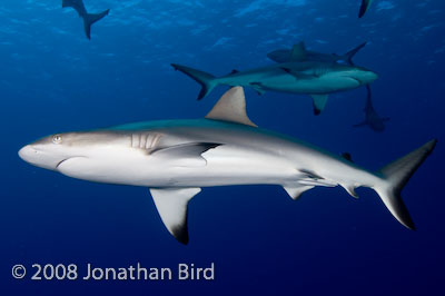 Gray Reef Shark [Carcharhinus amblyrhynchos]