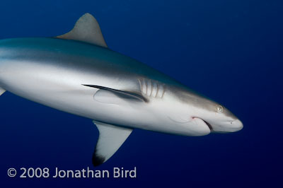 Gray Reef Shark [Carcharhinus amblyrhynchos]