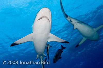 Gray Reef Shark [Carcharhinus amblyrhynchos]