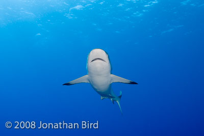 Gray Reef Shark [Carcharhinus amblyrhynchos]