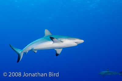 Gray Reef Shark [Carcharhinus amblyrhynchos]