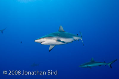 Gray Reef Shark [Carcharhinus amblyrhynchos]