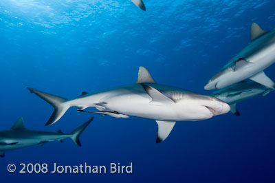 Gray Reef Shark [Carcharhinus amblyrhynchos]