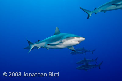 Gray Reef Shark [Carcharhinus amblyrhynchos]