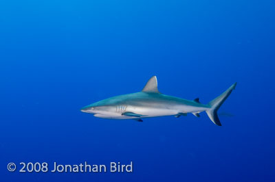 Gray Reef Shark [Carcharhinus amblyrhynchos]