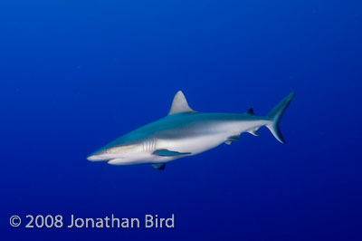 Gray Reef Shark [Carcharhinus amblyrhynchos]