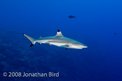 Black-tip Reef Shark [Carcharhinus melanopterus]