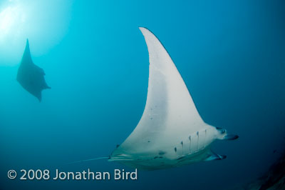 Manta Ray [Manta birostris]