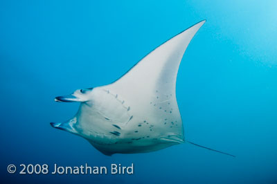 Manta Ray [Manta birostris]