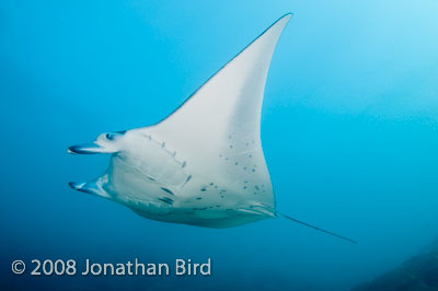Manta Ray [Manta birostris]