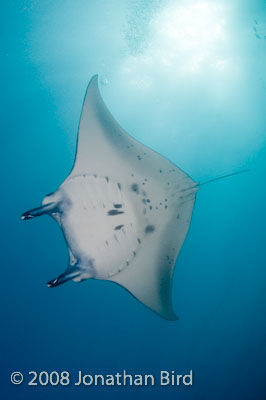 Manta Ray [Manta birostris]