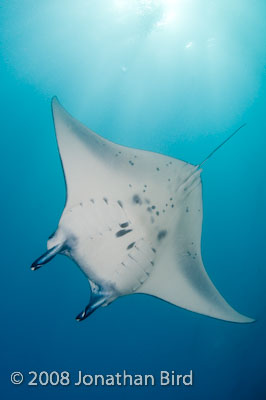 Manta Ray [Manta birostris]