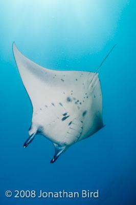 Manta Ray [Manta birostris]