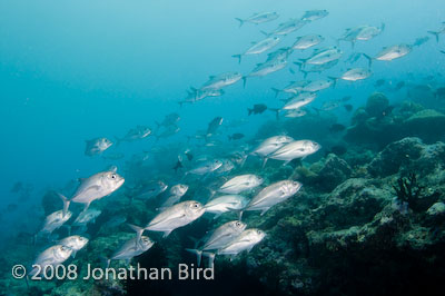 Bigeye Trevally Jack [Caranx sexfasciatus]