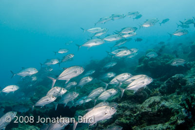 Bigeye Trevally Jack [Caranx sexfasciatus]