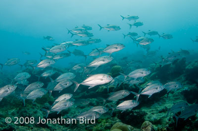 Bigeye Trevally Jack [Caranx sexfasciatus]