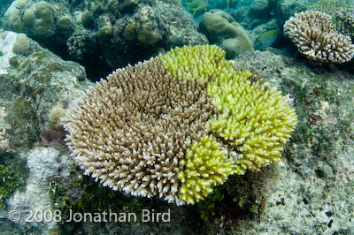 Acropora  Coral [--]