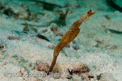 Robust Ghost Pipefish [Solenostomus cyanopterus]