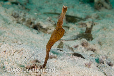 Robust Ghost Pipefish [Solenostomus cyanopterus]