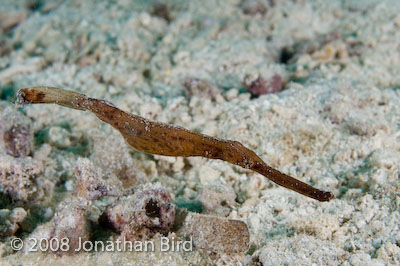 Robust Ghost Pipefish [Solenostomus cyanopterus]