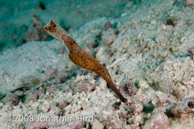 Robust Ghost Pipefish [Solenostomus cyanopterus]