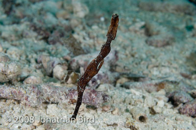 Robust Ghost Pipefish [Solenostomus cyanopterus]