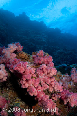 soft Coral [--]