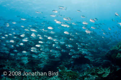 Bigeye Trevally Jack [Caranx sexfasciatus]