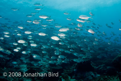 Bigeye Trevally Jack [Caranx sexfasciatus]