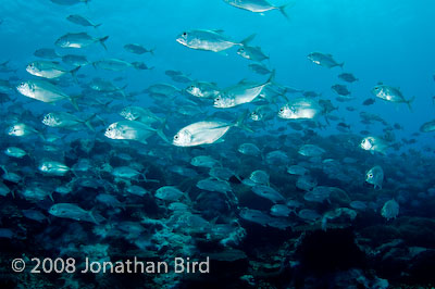 Bigeye Trevally Jack [Caranx sexfasciatus]