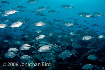 Bigeye Trevally Jack [Caranx sexfasciatus]