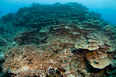 coral Reef [--]