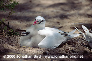 Red- Tailed Tropicbird [Phaethon rubricauda]