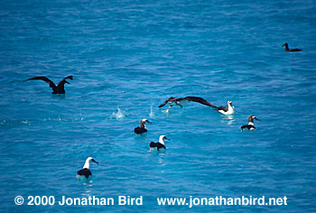 Laysan Albatross [Phoebastria immutabilis]