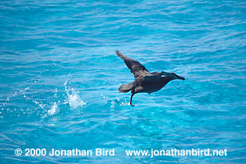 Black-footed Albatross [Phoebastria nigripes]