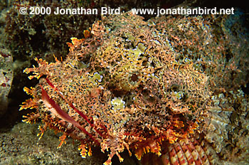 Titan Scorpionfish [Scorpaenopsis cacopsis]