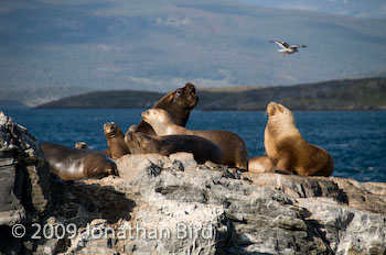 South American Sea lion [--]