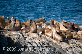 South American Sea lion [--]