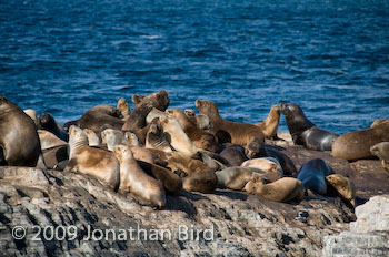 South American Sea lion [--]