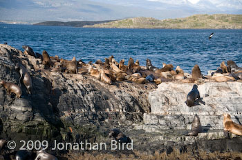 South American Sea lion [--]