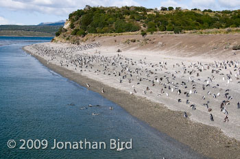 Magellanic Penguin [Spheniscus magellanicus]