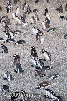 Magellanic Penguin [Spheniscus magellanicus]