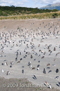 Magellanic Penguin [Spheniscus magellanicus]