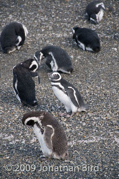 Magellanic Penguin [Spheniscus magellanicus]