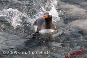 Gentoo Penguin [Pygoscelis papua]